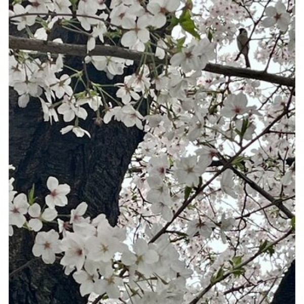 桜の季節になりましたねー